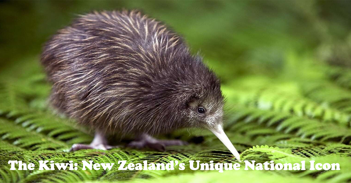 kiwi or cassowary nyt